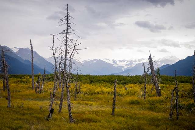 Trees killed by land subsidence, Seward Highway, Alaska. September, 2006